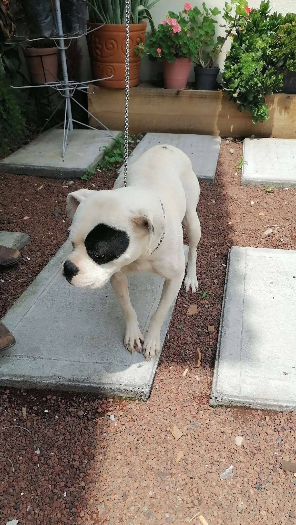 Mishi vet — foto 3 de 3