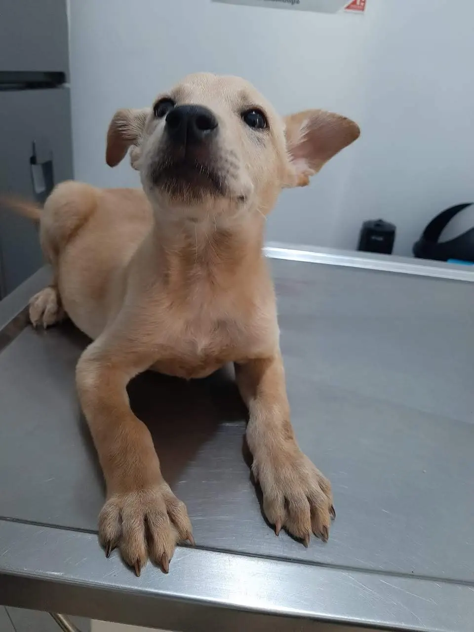 Veterinaria Pedregal — foto 3 de 3