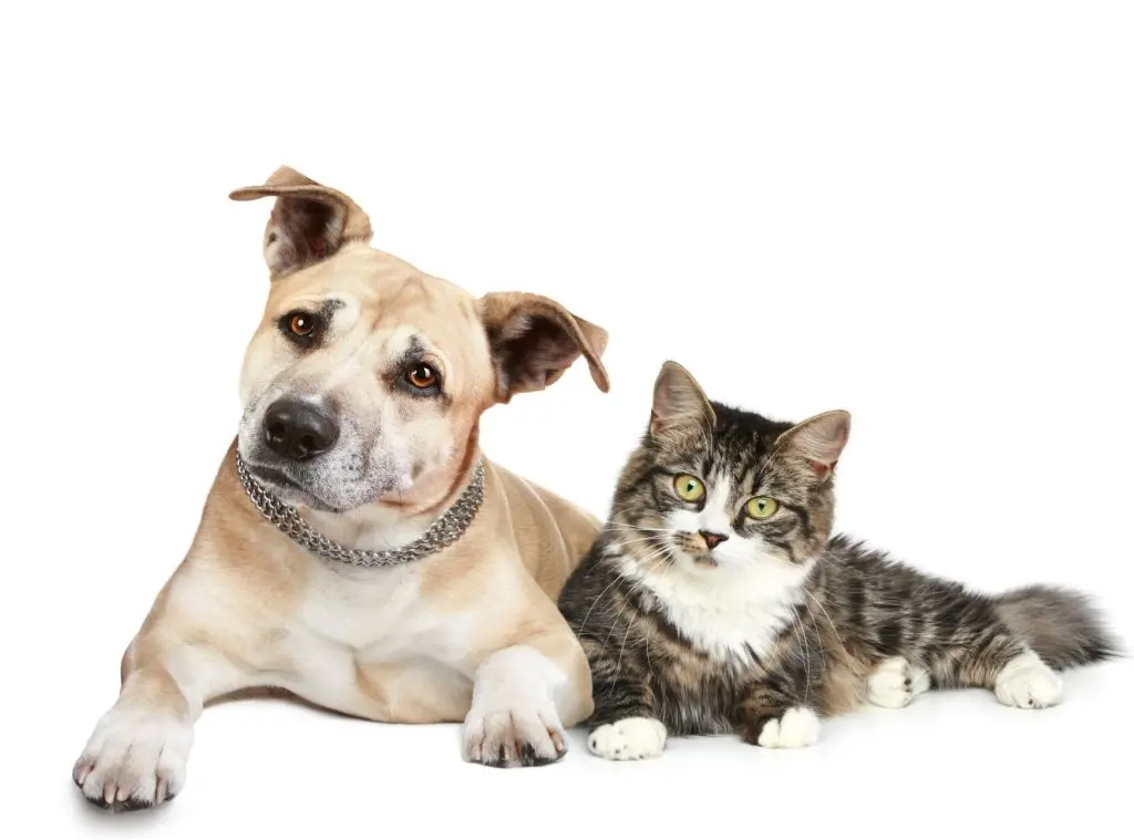 Veterinaria Servicentro