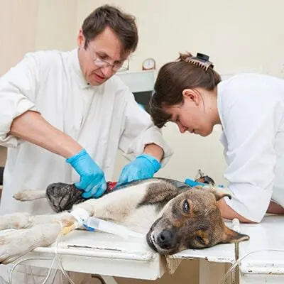 Centro Veterinario Integral El Mosri — foto 3 de 4