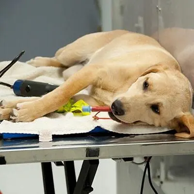 Centro Veterinario Integral El Mosri — foto 4 de 4
