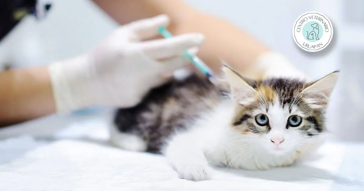 CENTRO VETERINARIO