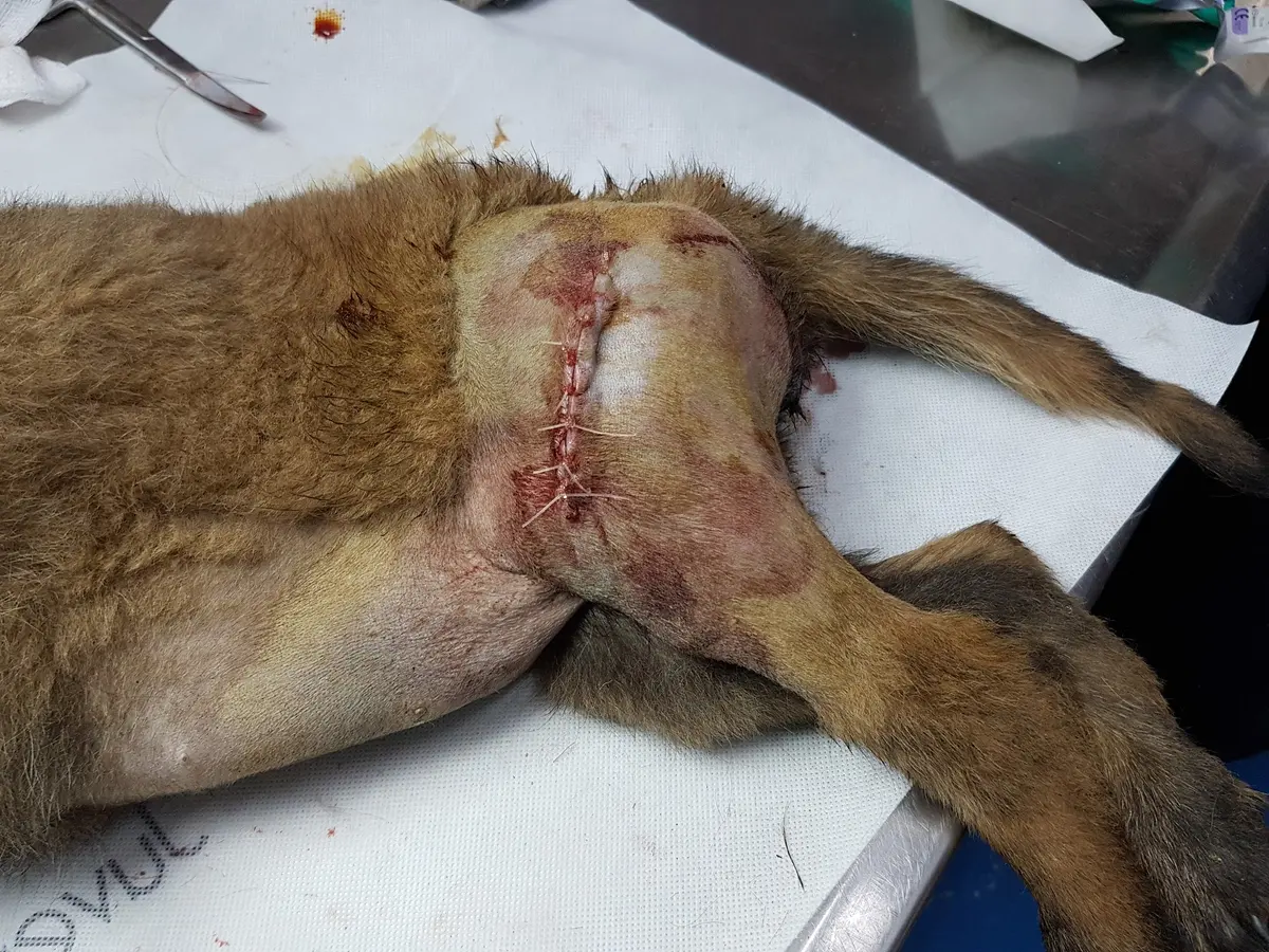 Veterinaria La Pulga