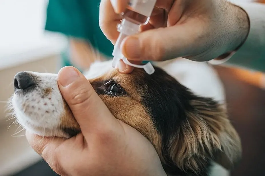 Veterinaria — foto 4 de 4