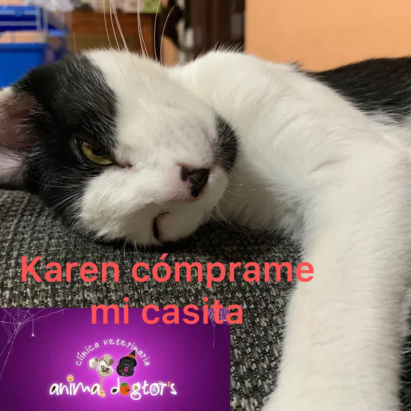 clinica veterinaria animal dogtor´s