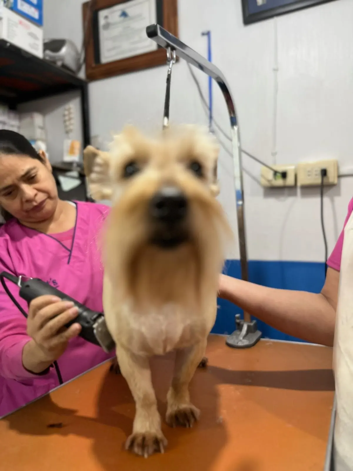 Clinica Veterinaria Y Estetica Canina Petit's