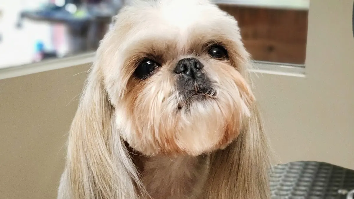Veterinaria Healthy Pets
