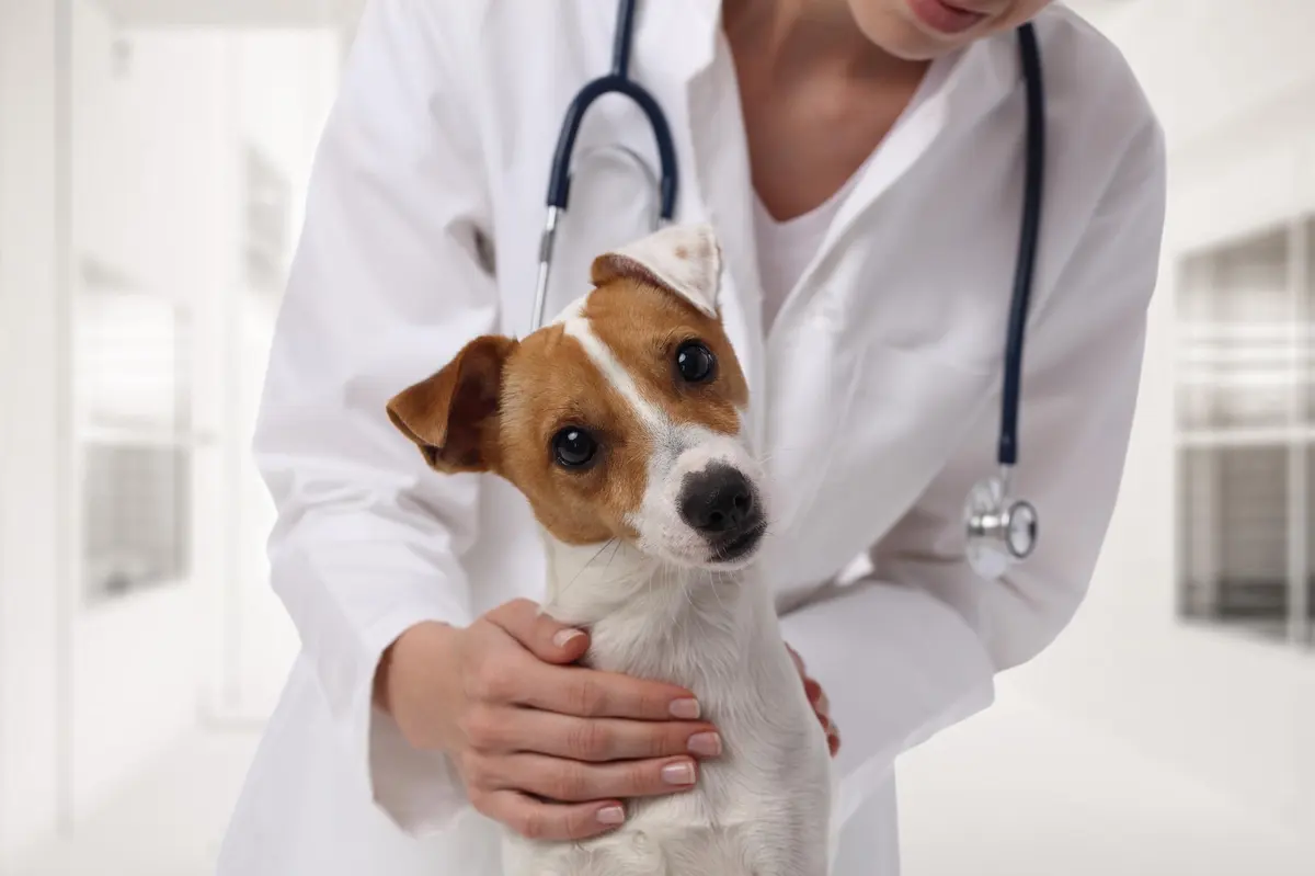 Veterinaria El Potrillo