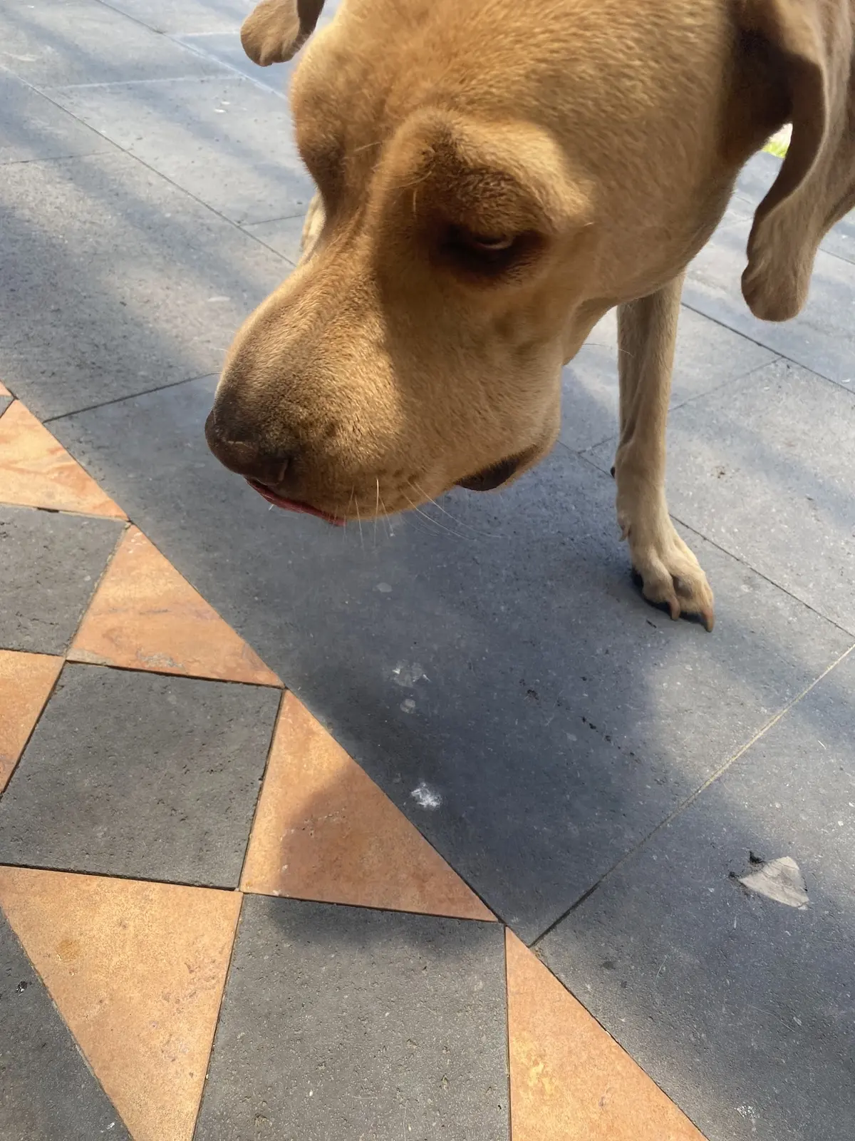 Veterinaria Mendoza