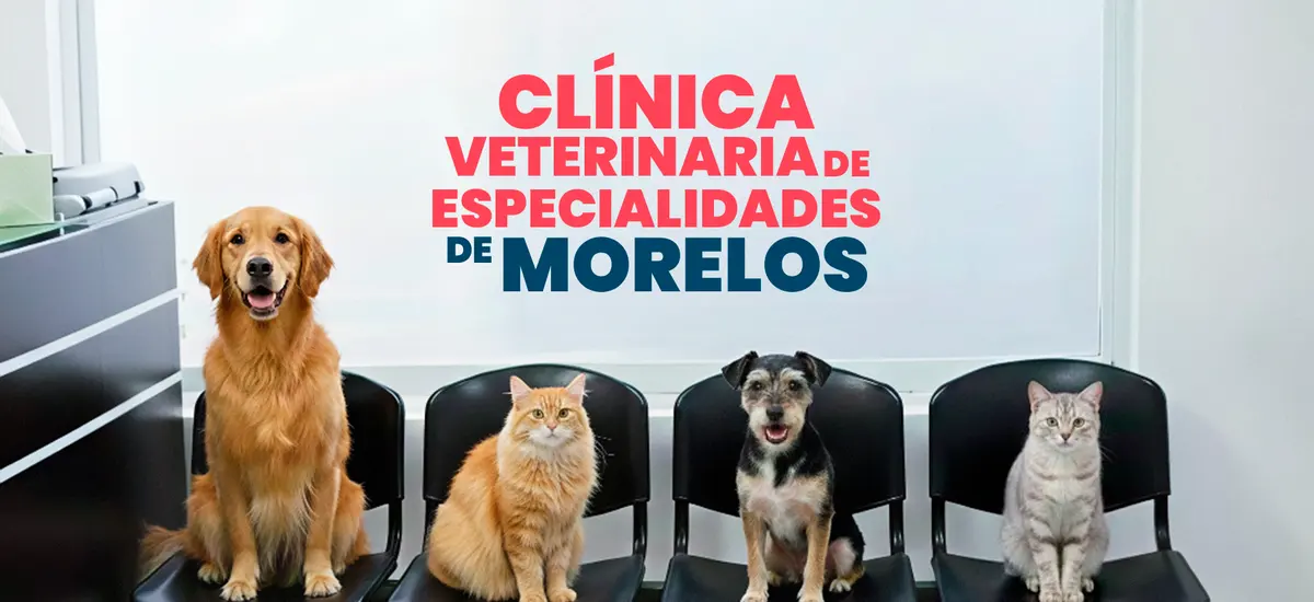 Clínica Veterinaria de Especialidades de Morelos
