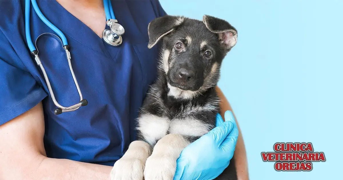 Hospital Veterinario Orejas