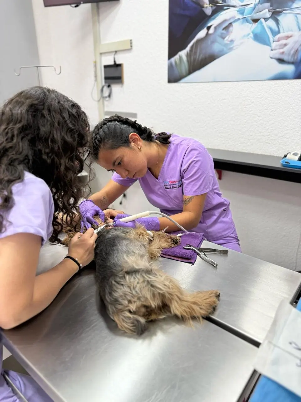 Vet Smart Cuernavaca diagnóstico y cirugía veterinaria — foto 3 de 3