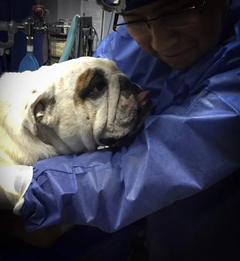 VETERINARIA PETCARE CUERNAVACA
