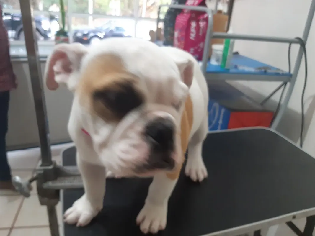 Veterinaria Salgado