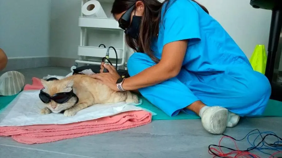 Vetlife Rehabilitación Veterinaria Cuernavaca — foto 4 de 4