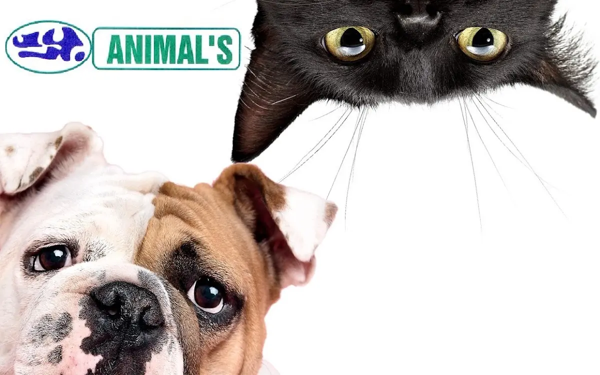 Animal's — foto 5 de 5