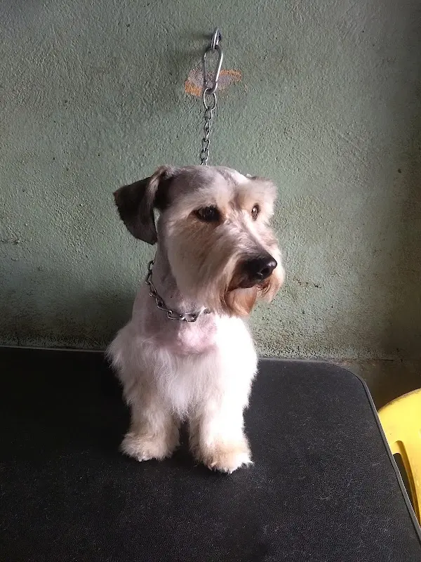 Veterinaria Ángel