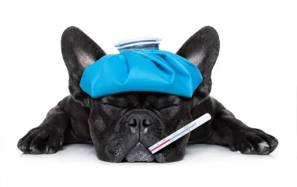 Servicio Médico Veterinario Dpet