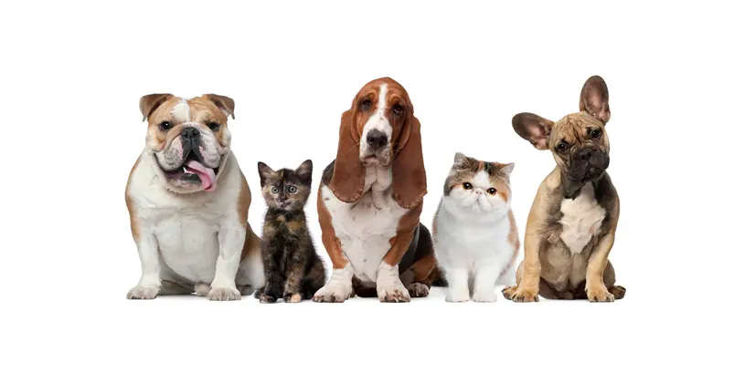 Servicio Médico Veterinario Dpet — foto 2 de 3