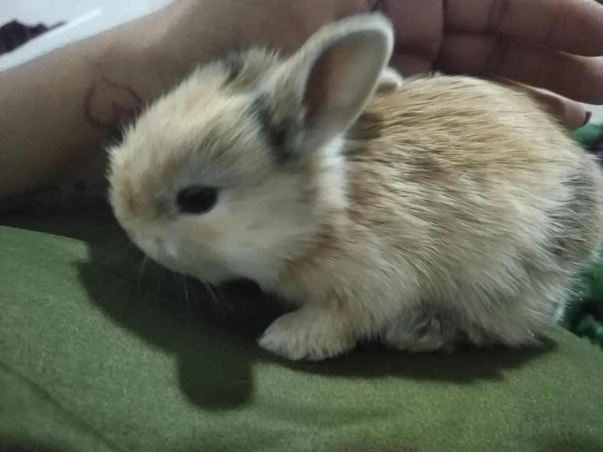 Veterinaria Bongo — foto 2 de 3