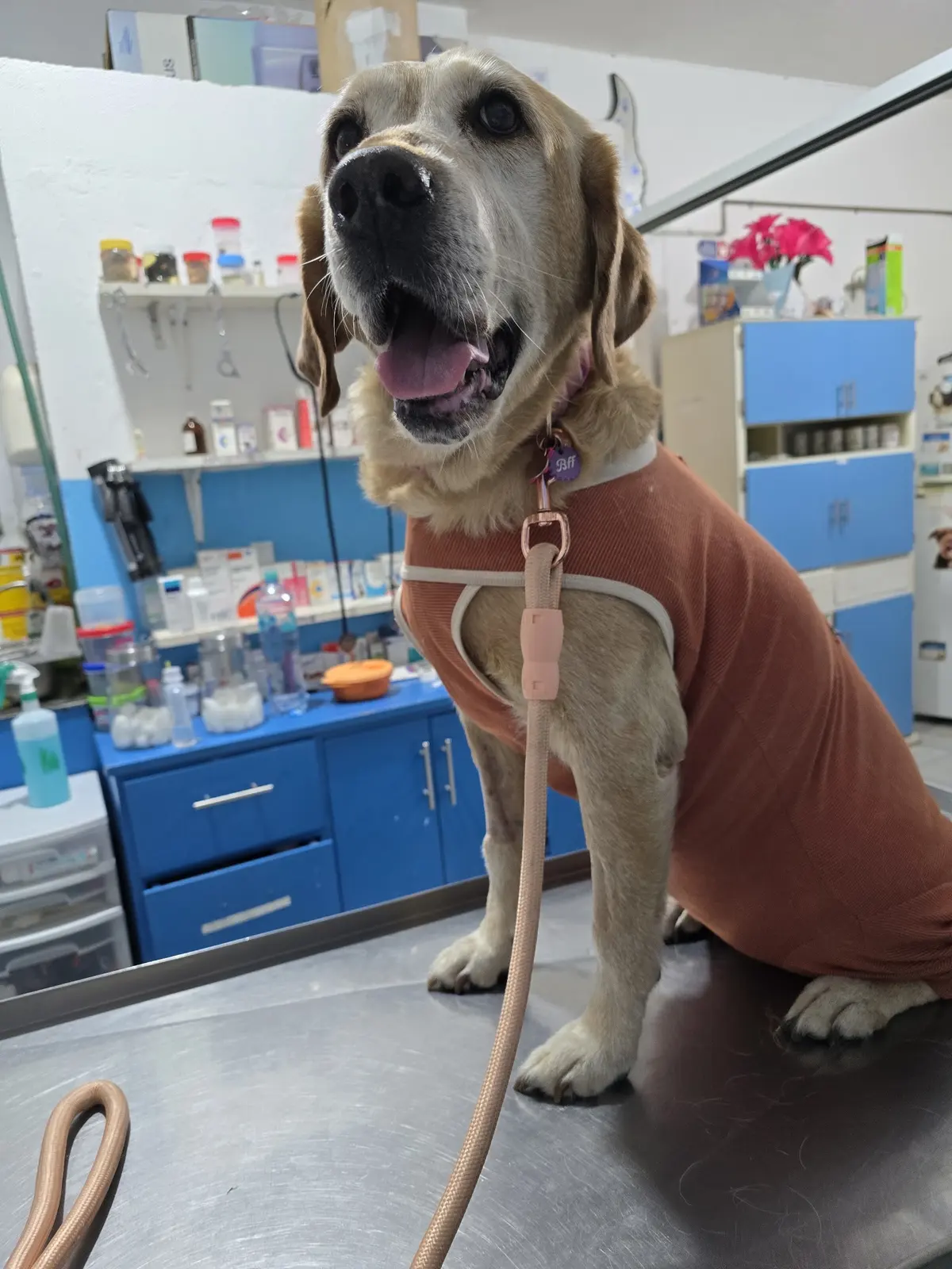 Veterinaria El Halcón
