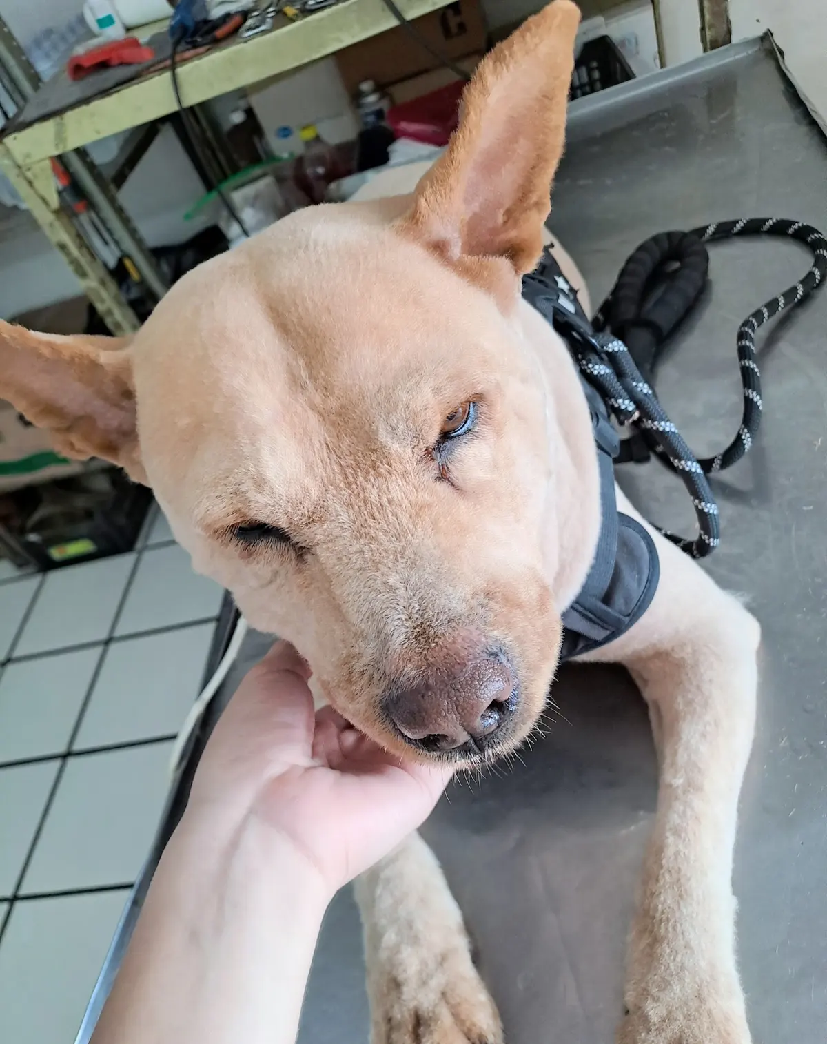 Veterinaria Progreso — foto 3 de 3