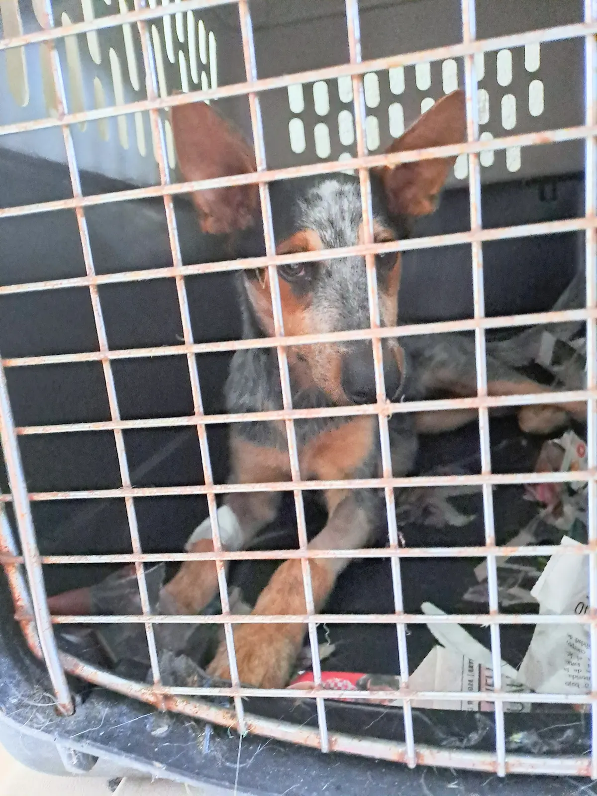 Veterinaria Progreso — foto 2 de 3