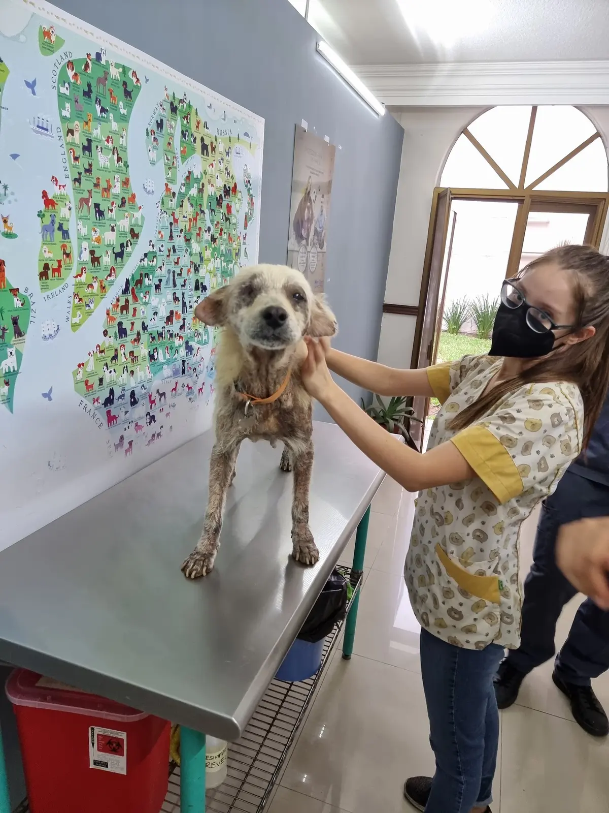 Centro médico animal Vita