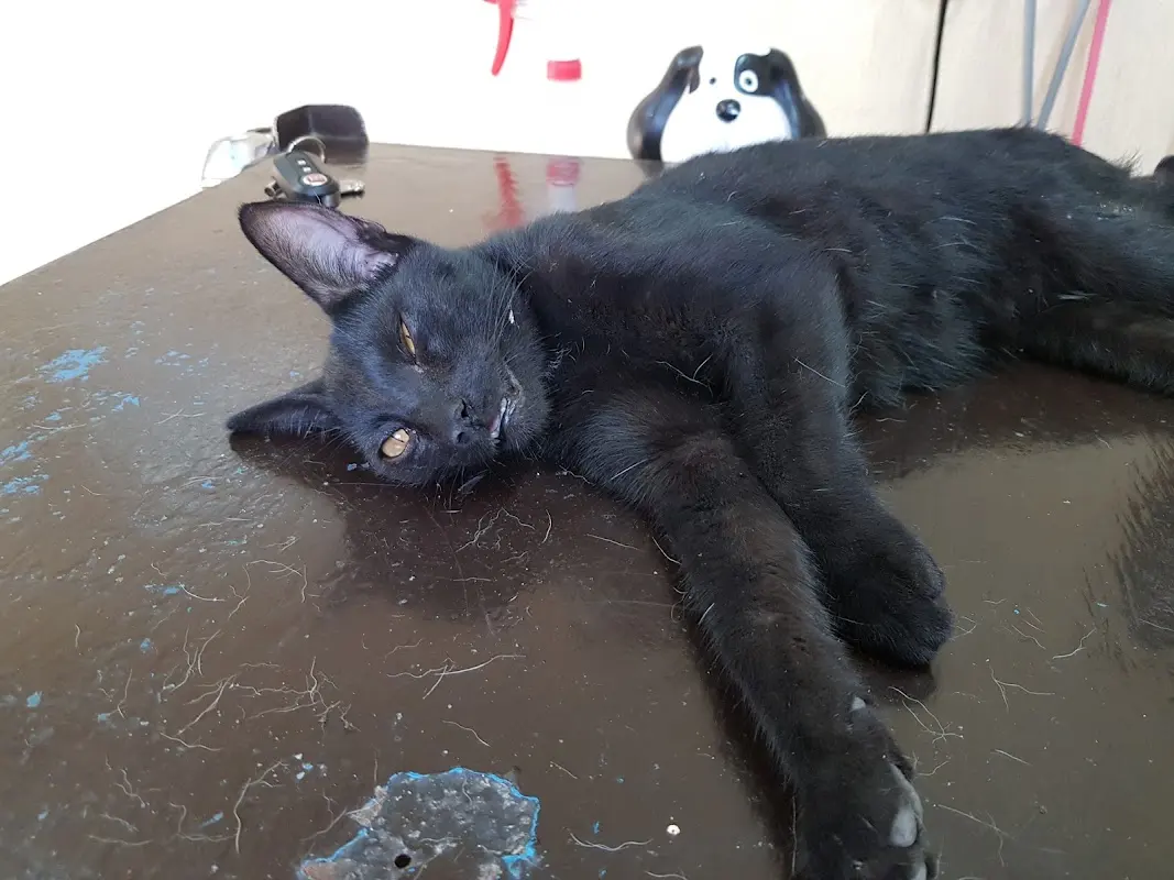 Clínica Veterinaria San Bej — foto 2 de 2