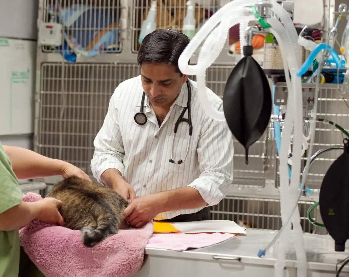 Consultorio Veterinario Dino — foto 4 de 4