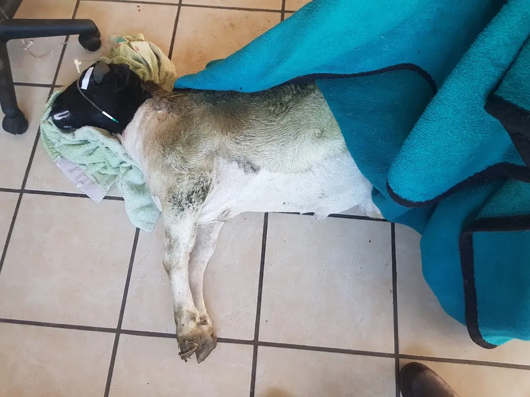 PAOSA veterinaria