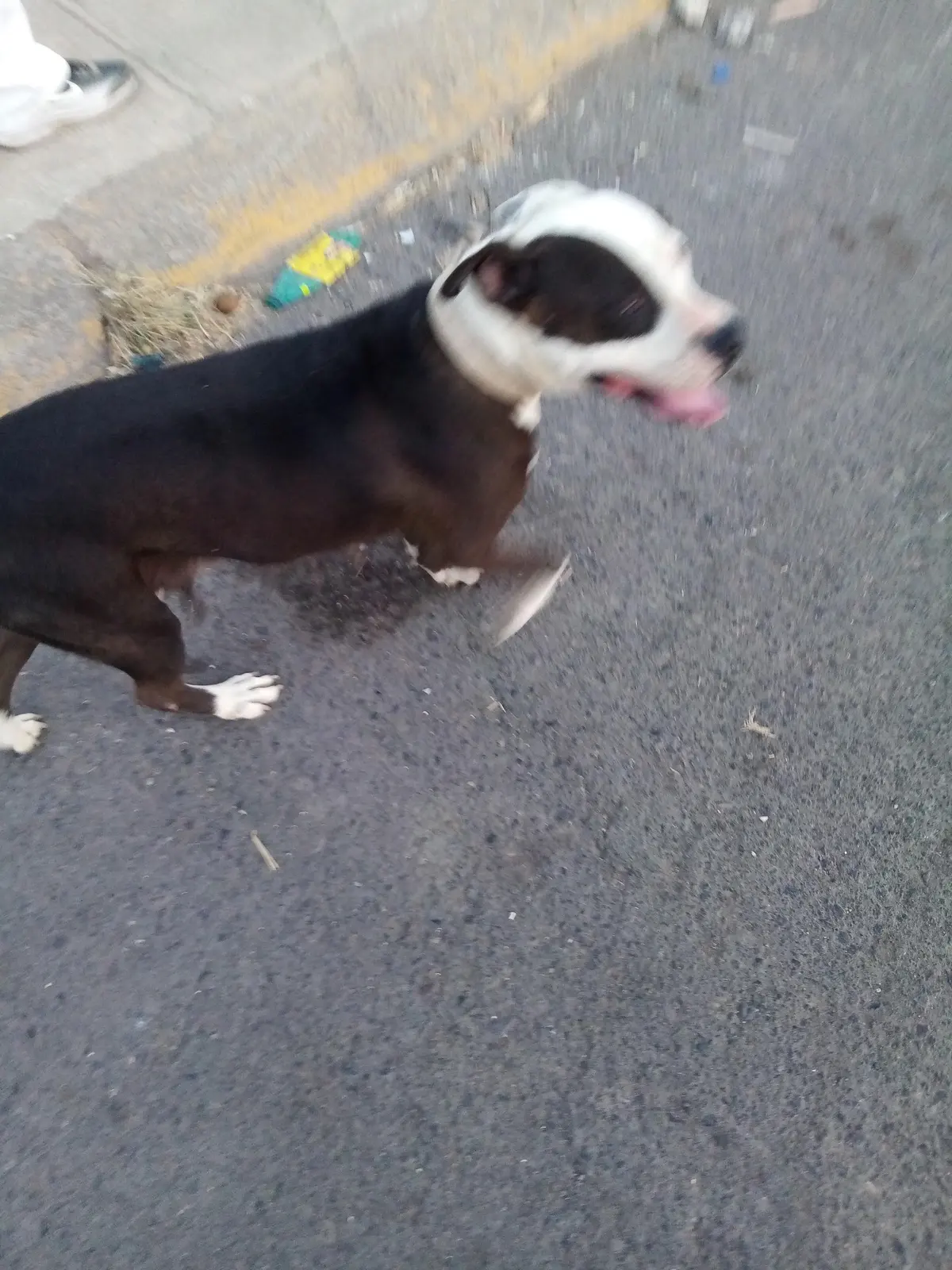 VETERINARIA ALAMEDA SUC. CANTERA