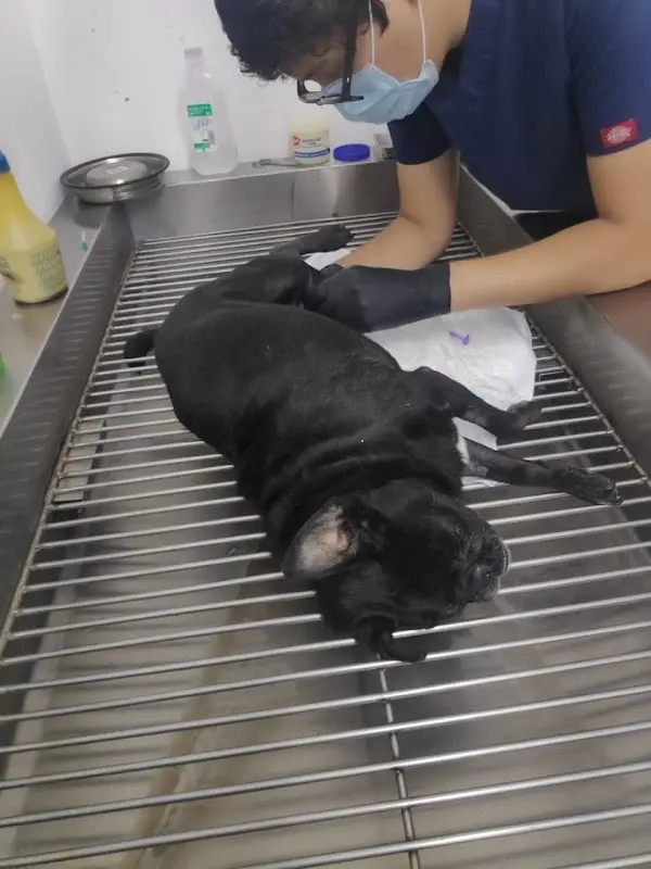 Zandocan Hospital Veterinario — foto 3 de 3