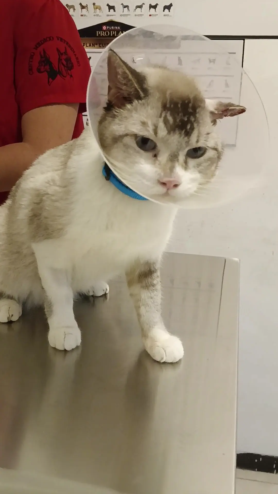 Balú Clínica Veterinaria — foto 2 de 3