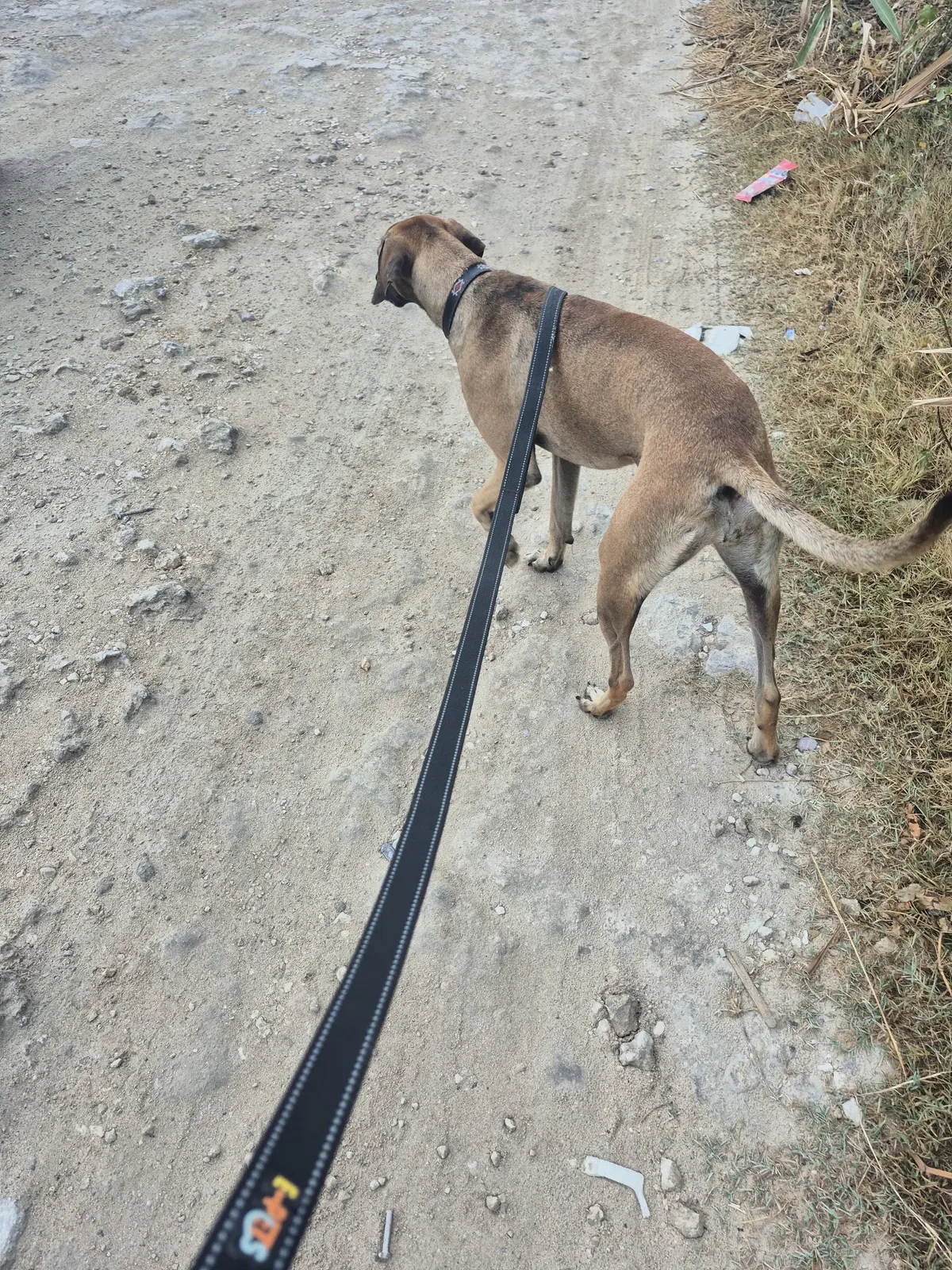 Bienestar Animal Apodaca