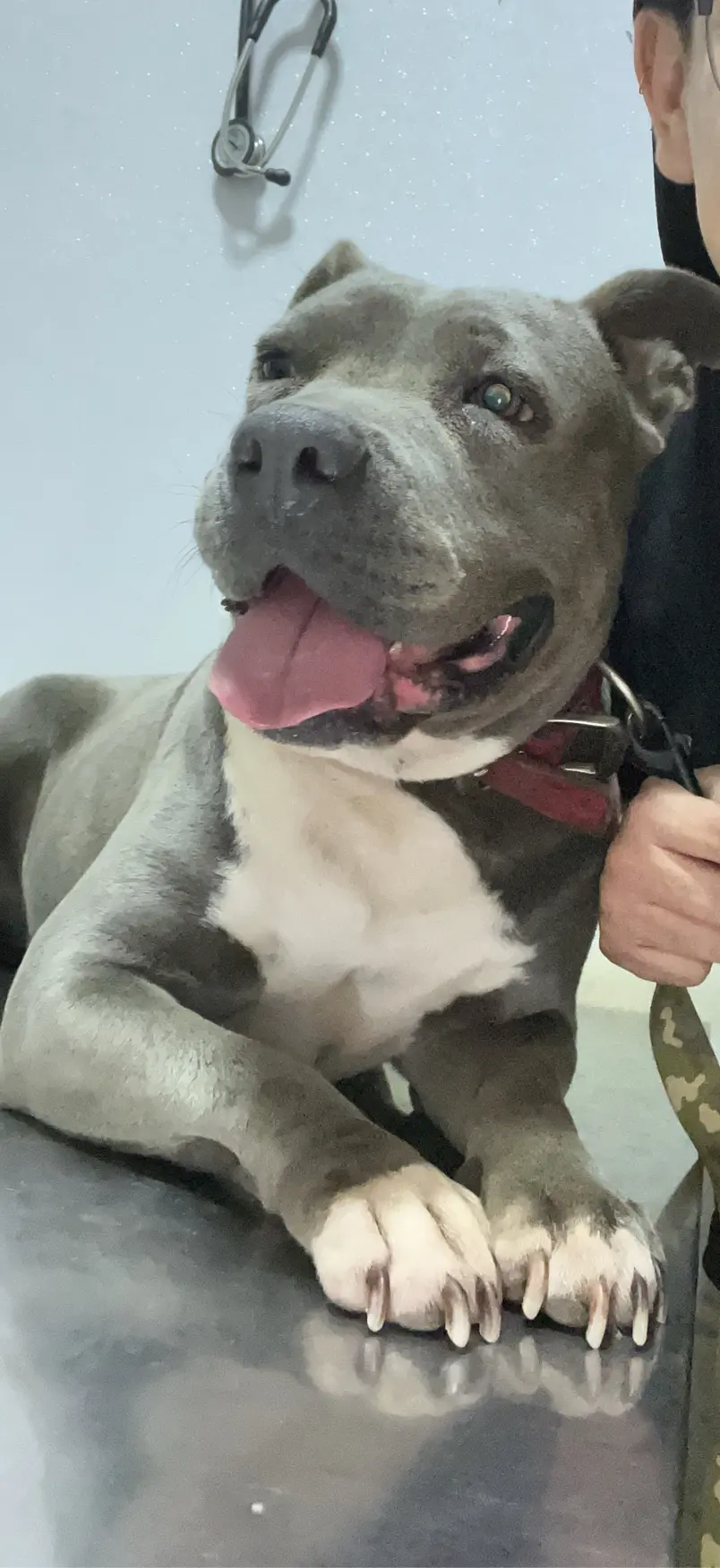 Go Pets hospital veterinario(veterinaria)