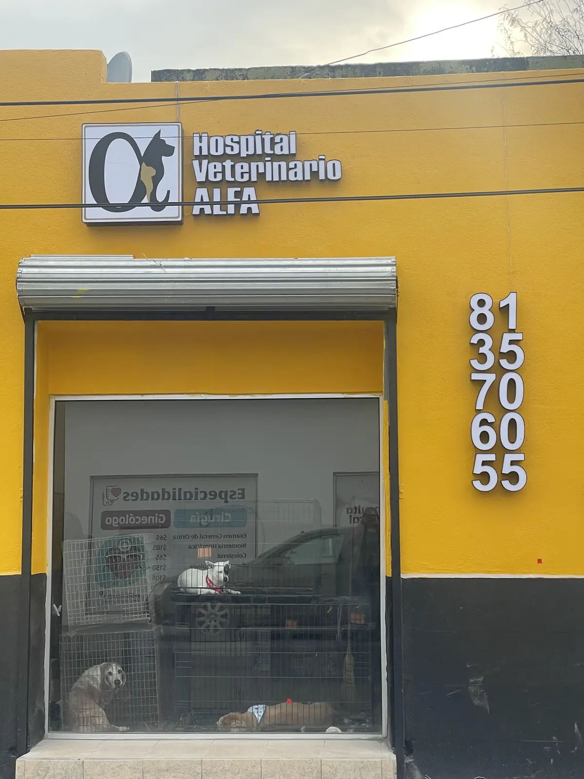 HOSPITAL VETERINARIO ALFA