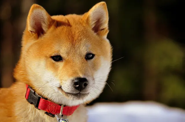 "The Big Dog" CLÍNICA VETERINARIA