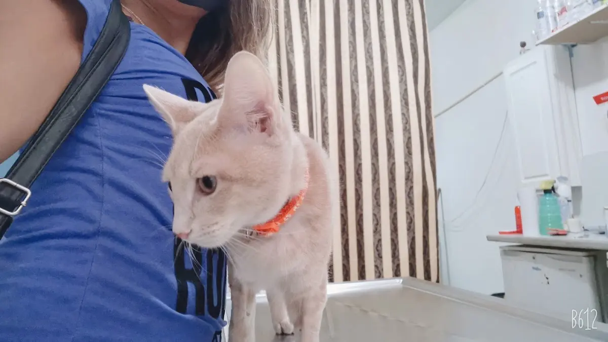 VETERINARIA AMAROS