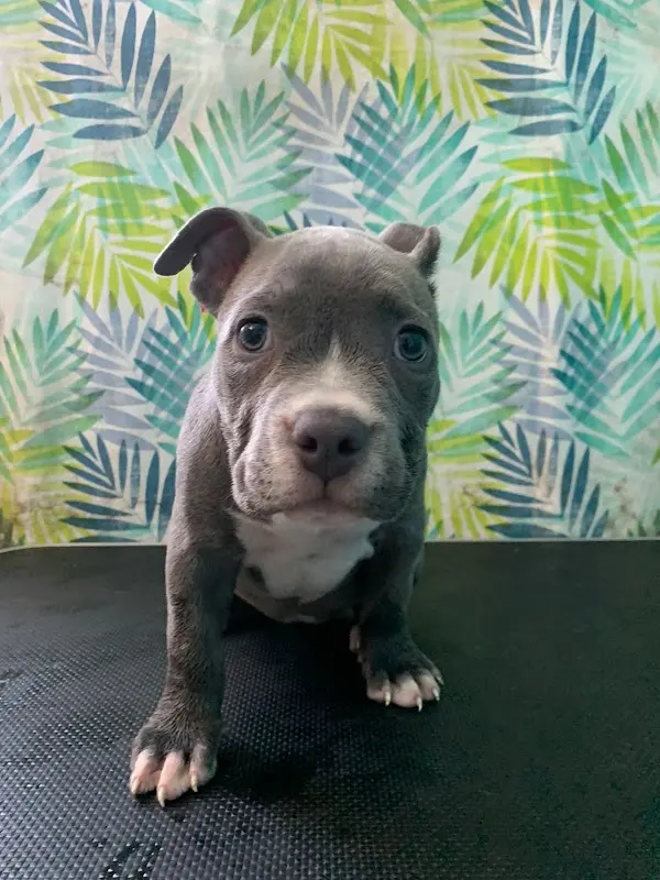 Veterinaria Que Pets