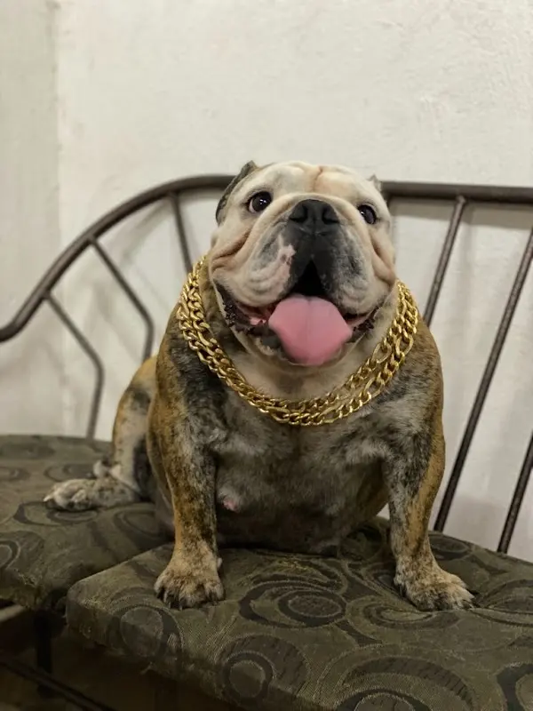 Veterinaria Rosales