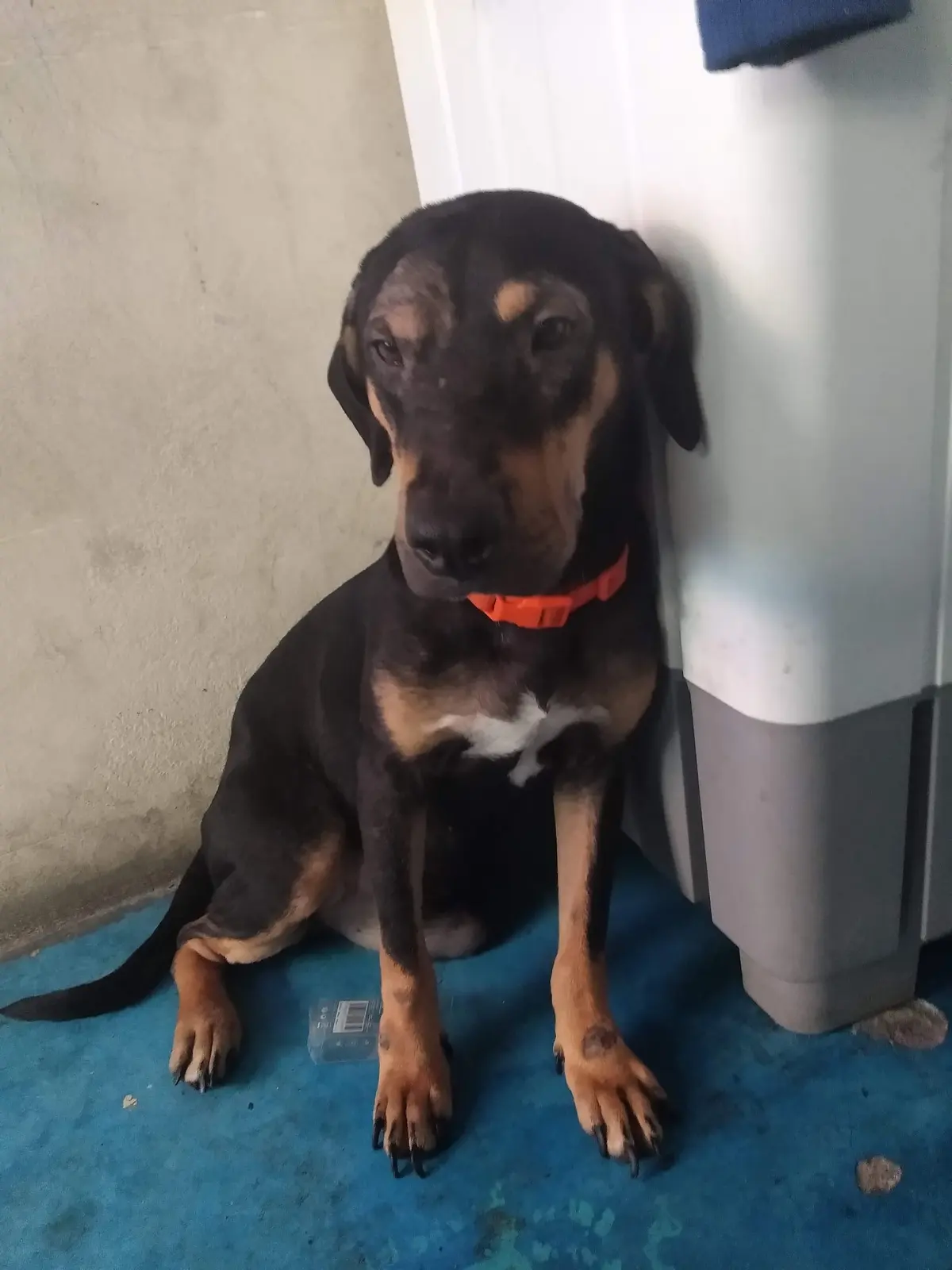 Veterinaria San Isidro