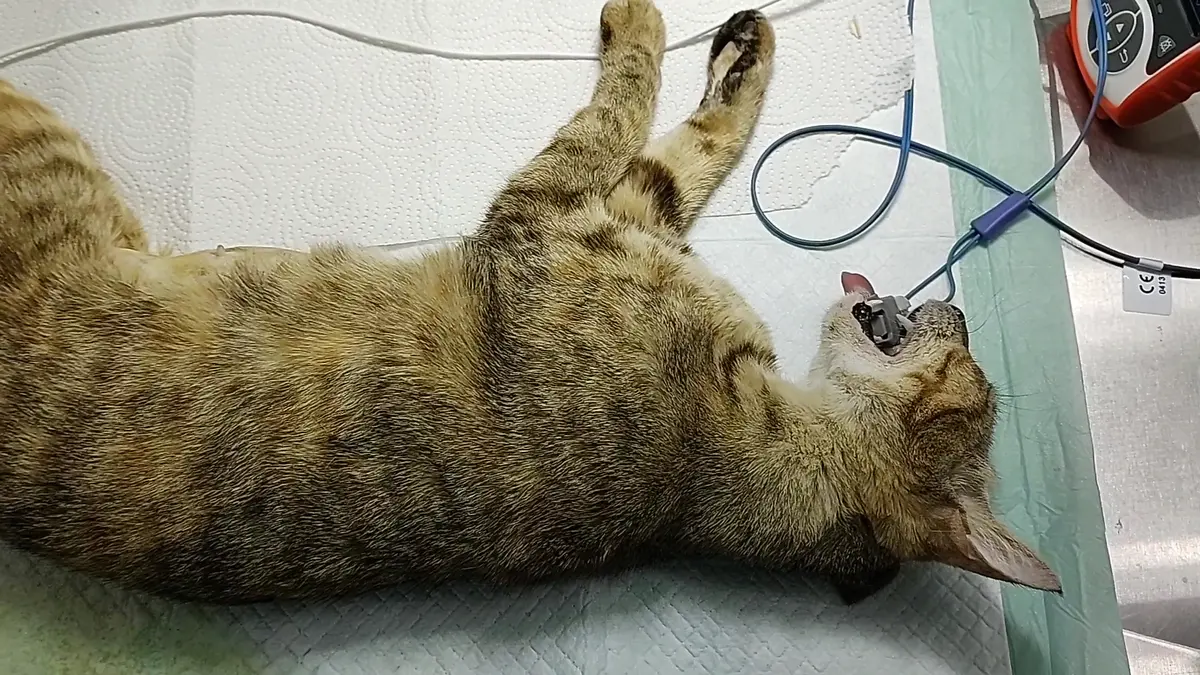 Veterinaria Ha-Del