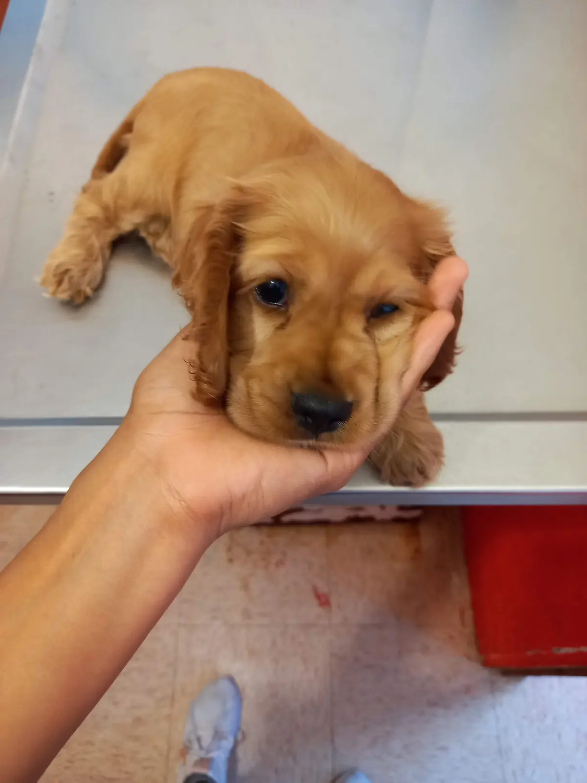 Veterinaria libra