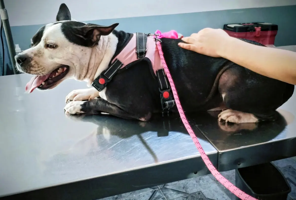 Veterinaria San Carlos