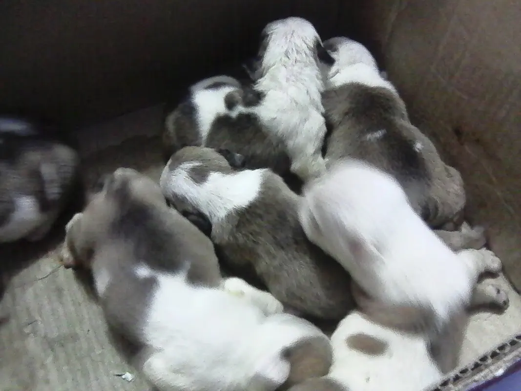Clínica Veterinaria El Gran Danes