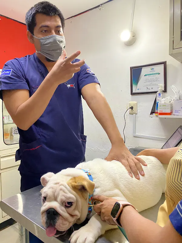 Hospital Veterinario Meds For Pets Escobedo | Veterinario En Escobedo