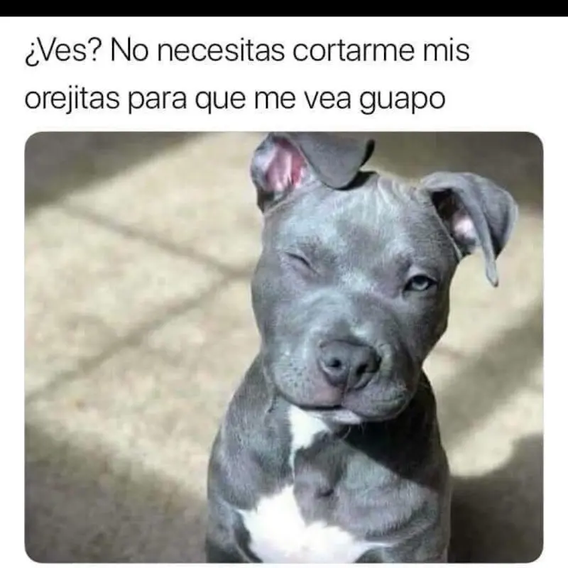 Maskotin Veterinaria