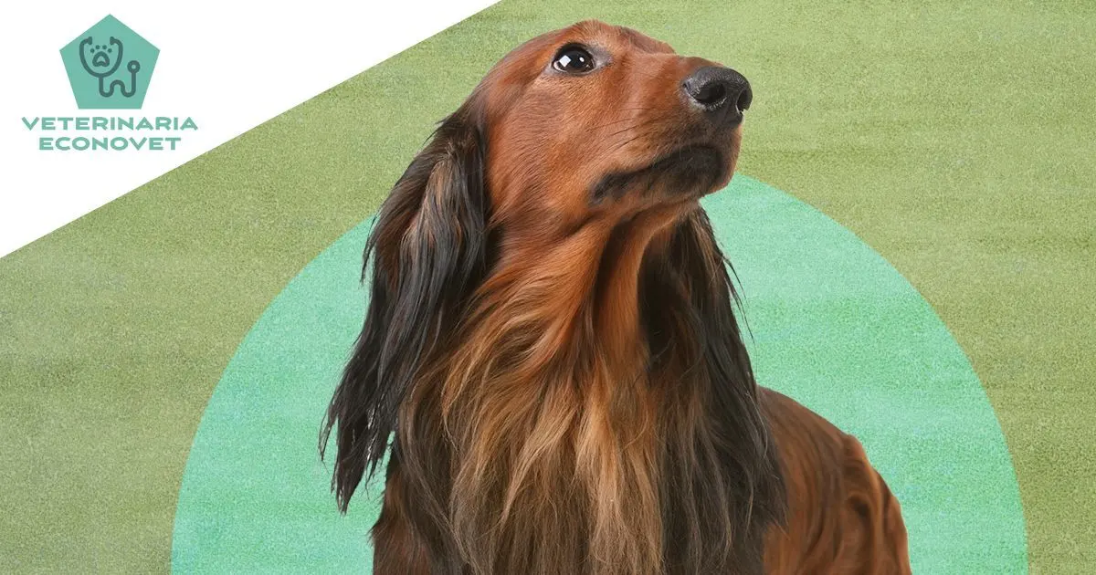 Veterinaria Econovet Mx