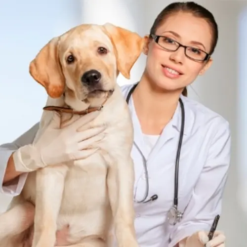 Hospital Veterinario de Monterrey